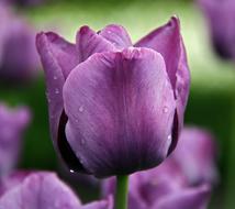 purple Tulip Flowers field