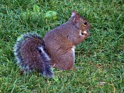 fluffy squirrel with a nut on the lawn