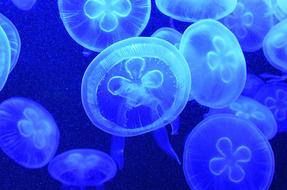 blue jellyfish in the ocean