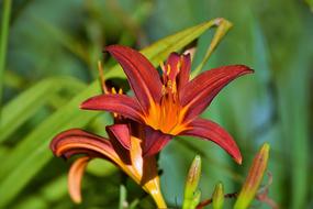 Lily Close Up Red