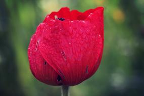 Poppy Flower Spring