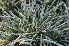cold green grass