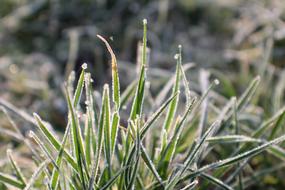 Frost Grass Hoarfrost