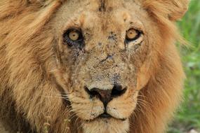 Lion Fight Kruger