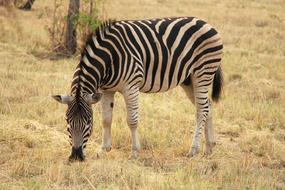 Zebra Exciting Adventure