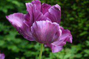 Tulip Flower Petals