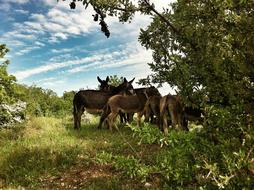 donkeys walk in the field