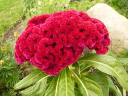 red Letnik Flower