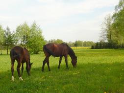 Horses Meadow Horse