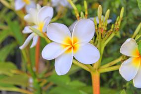 Flower Leelawadee