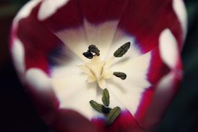 Tulip Flowers Shrub