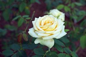 Garden Yellow Rose Flower