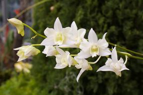 Orchid White Exotic