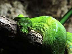 beautiful snake on a branch