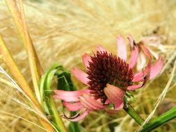 Flower Blossom Bloom Summer