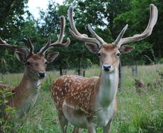Deer Fallow