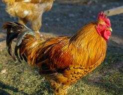 Low Court Cock Hen
