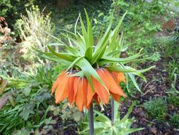 Imperial Crown Blossom Bloom