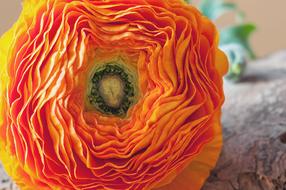 Ranunculus Flower Blossom