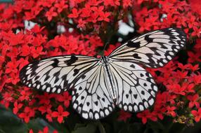 white Butterfly Wings