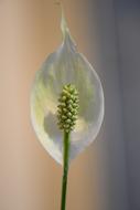 Peace Lily Stengel Blossom