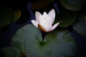Lily Flower