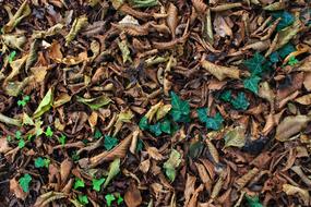 Autumn Carpet