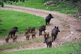 Boars Field