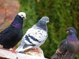 Pigeons Races Pigeon Racing Three