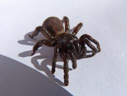 big spider on the window