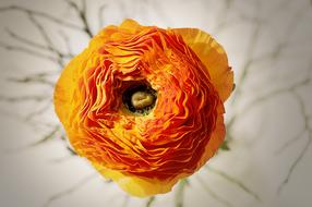 orange Ranunculus Flower