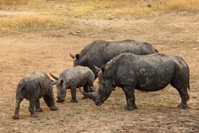 Rhinos Baby Rhino Exciting