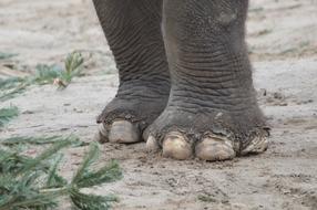 elephant feet on the beach
