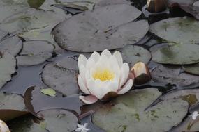 Flower White Water Lily