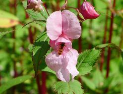bee on pink Flower Blossom