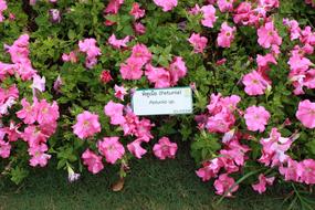 pink petunias on bushes