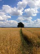 path in a wheat field