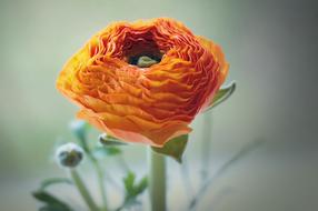Flower Ranunculus Orange