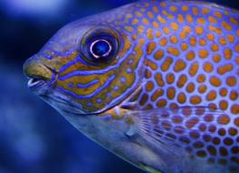 Fish Aquarium Colors Blue