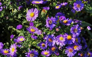 Autumn Flowers Blue Daisies
