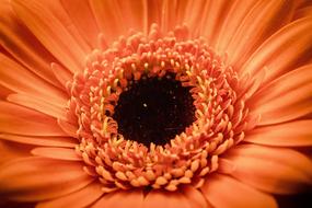 Flower Bloom Botanical