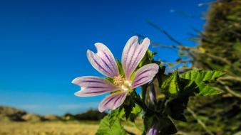 Cyprus Ayia Napa Flower