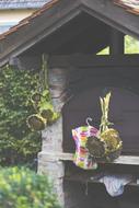 Sunflower Garden Dry