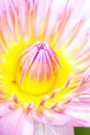 Pink and yellow Lotus Flower