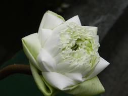 Lotus Flower Thailand White