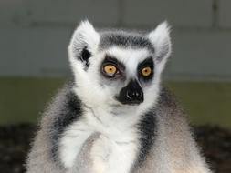 Lemur Monkey Ring Tailed