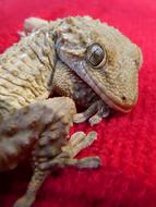 lying little dragon