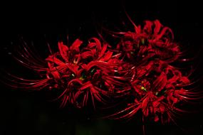 gorgeous flowers in the night