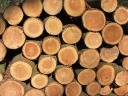 logging for winter