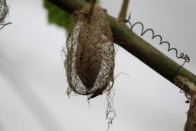 Caterpillar Cocoon Pupal Stage